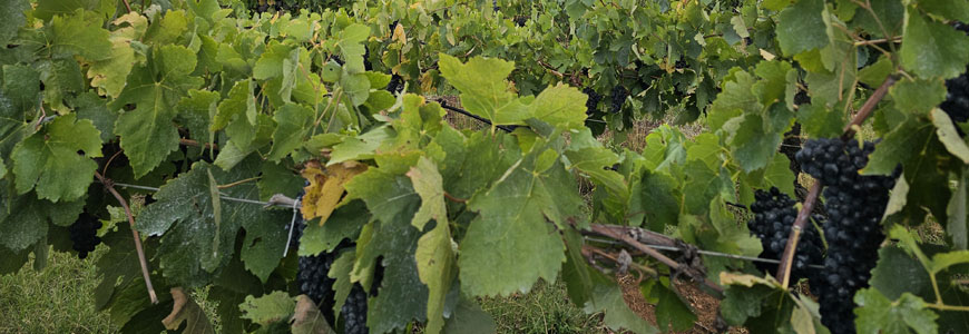 Wine Tours Hunter Valley