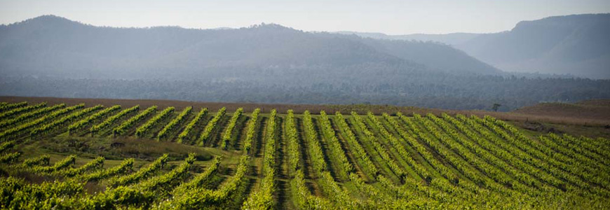 Wine Tours Hunter Valley