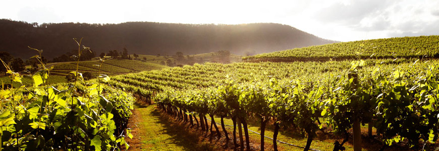 Wine Tours Hunter Valley