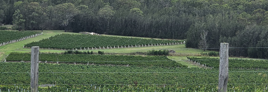 Wine Tours Hunter Valley