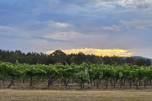 Wine Tours Hunter Valley