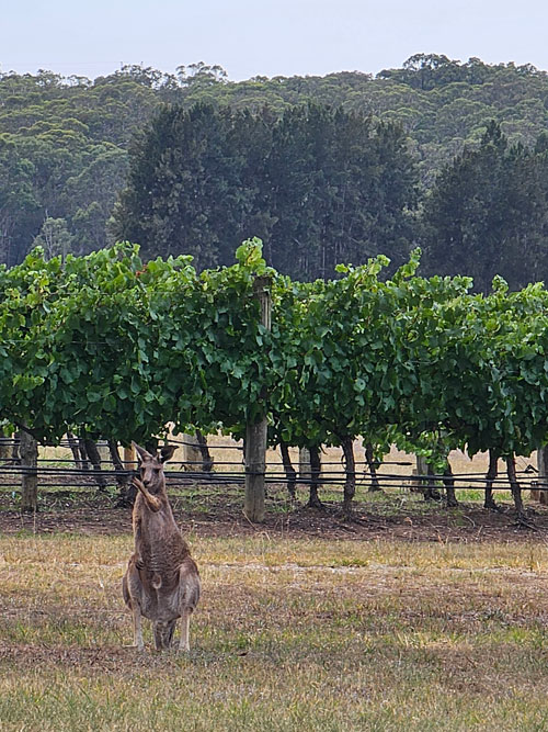 Wine Tours Hunter Valley