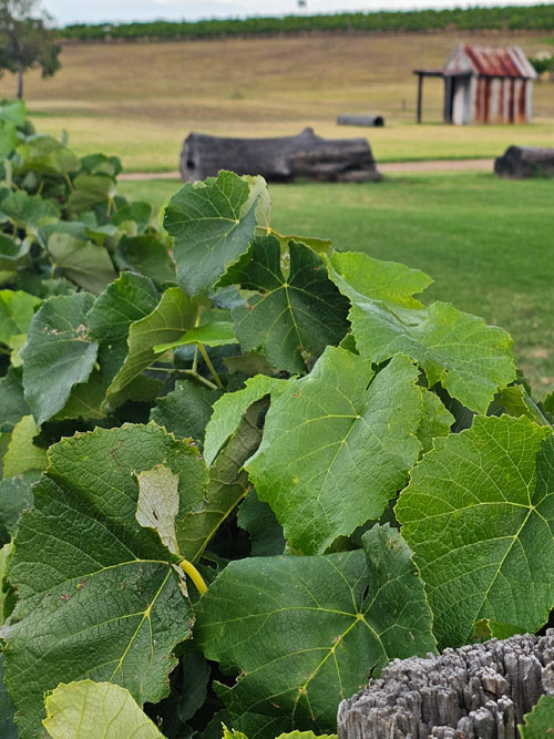 Wine Tours Hunter Valley